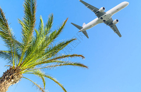 飞机越热带棕榈树图片