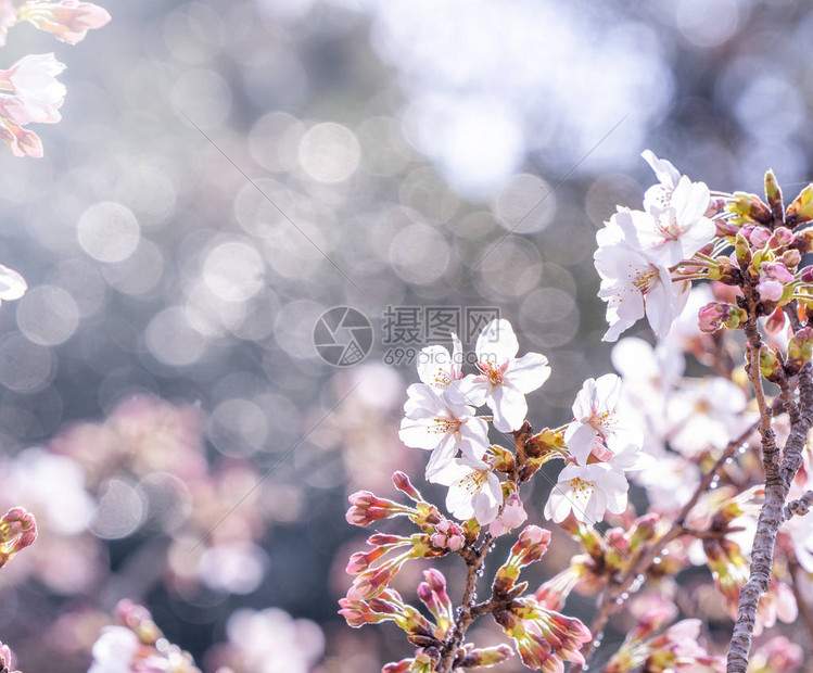 美丽的yoshino樱桃花萨库拉Prunusyedoensis树在春天开花在公园图片
