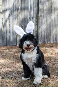 穿着白兔耳朵的狗穿图片