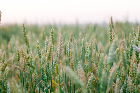 绿燕麦小麦作物日落时绿燕麦的春图片