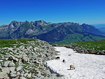 Alviergruppe山脉高山牧场上的羊群寻求夏日阳光的新鲜食物图片