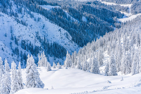 奥地利蒂罗尔州Seefeld的雪覆盖树木和阿尔卑斯山图片