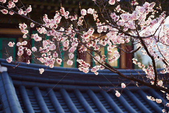 背景中的特写樱花和寺庙图片