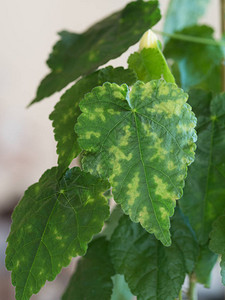 叶子消化植物疾病图片