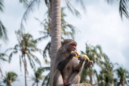 猴子在树上吃香蕉背景图片