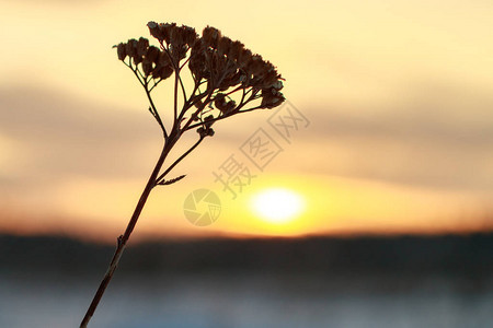 太阳在草叶的右边冬天的干草对着夕阳图片