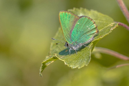 绿色树叶上躺着绿色背景的绿叶子上的青蝴蝶Callophophrys图片