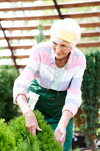 爱护花园植物和树木的快乐年长妇女的肖像图片