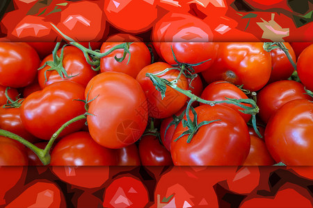 番茄背景新鲜的番茄品种图片