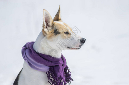 冬季穿着棉被的白色混种狗的漂亮户外肖像图片