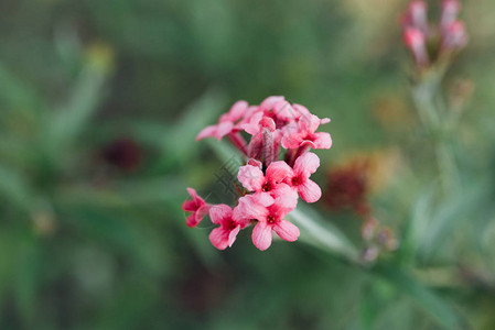 Flower粉红色颜图片