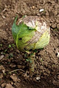 卷心菜或头卷心菜绿叶一年生蔬菜作物已经完全形成卷心菜头的形式背景图片