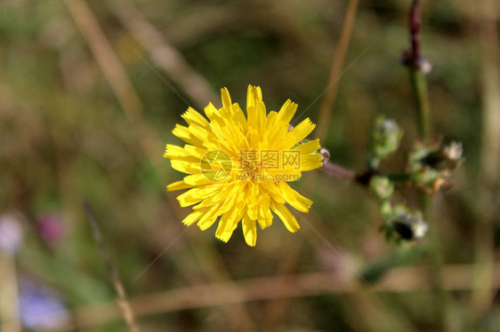 Dandelion或Taraxacum绿叶树枝和其他园林植被背景图片