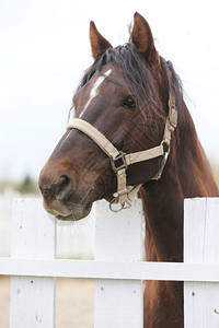 年轻漂亮的马为相机摆姿势一匹纯种年轻马的画象在夏天畜栏的在户外乡村场景的自然背景中特写一匹图片