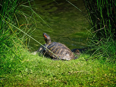 笔架山公园的海龟背景图片
