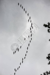 高空飞翔的野鸟模糊背景图片