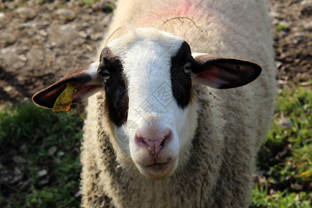 紧闭白羊头在眼睛和耳朵上图片