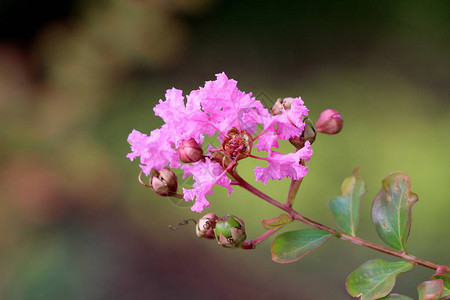 紫薇或紫薇或绉叶落树植物的单树枝图片