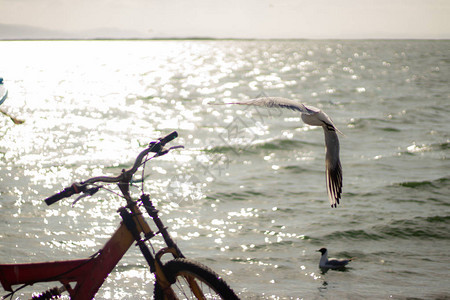 以小鸟和自行车在日落早期拍摄风景在伊兹密尔涡图片