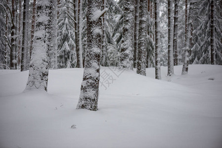 冬季森林下深雪图片