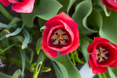 郁金香是春天开花的多年生草本球茎地球植物的一个属图片