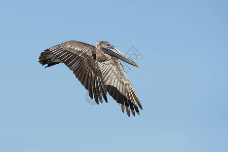 BrownpelicanPelecanusoccidicalis是家族的北美鸟类图片