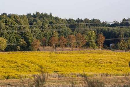 金黄色的田野在秋日的阳光下泛黄背景图片