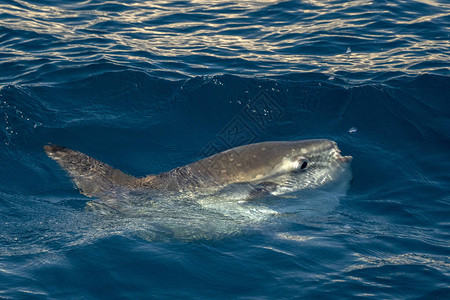 鱼 吃吃水母时海面上的翻车鱼背景