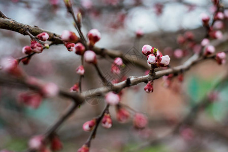 春花樱桃树的枝子园图片