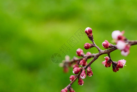 春花樱桃树的枝子青绿背图片