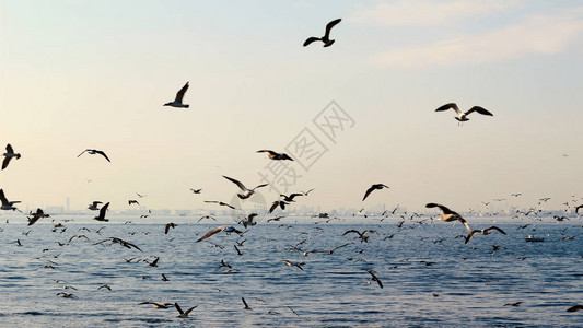 一群海鸥飞过海面图片