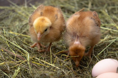 鸡蛋附近的巢里有黄鸡蛋图片