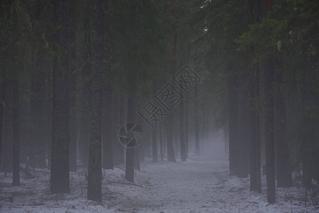 风景穿过春林的通道在浓雾中积雪图片
