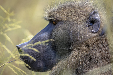 ChacmababoonPapioursinus在南非克鲁格图片