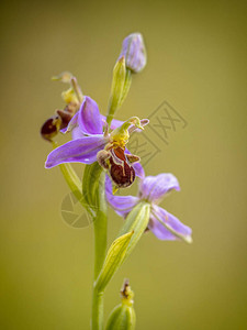 apipfera粉红色花朵模仿小蜜蜂昆虫图片