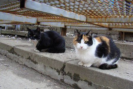 几只流浪猫坐在街上在一个功能失调的环境图片