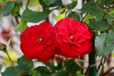 西昌邛海两朵玫瑰图片