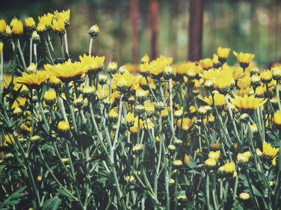 美丽的黄菊花图片