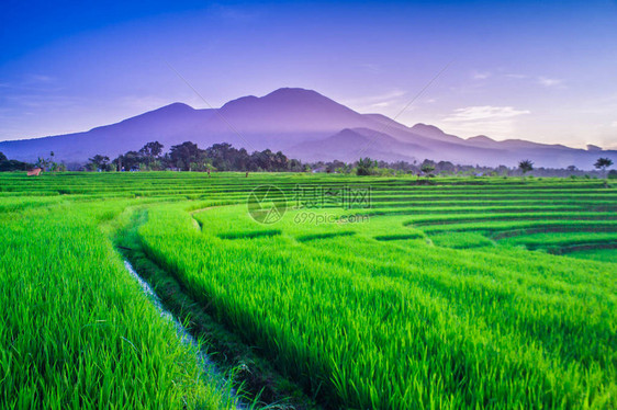 早晨令人惊叹的自然稻田与印度尼西亚山脉图片