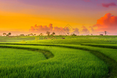 稻田的令人惊叹的纹理和色质北孟库鲁邦图片