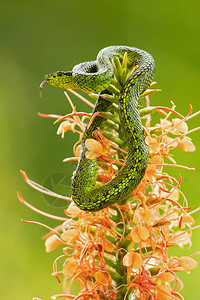 有黑色斑点的棕榈坑毒蛇Bothriechisnigroviridis是在哥斯达黎加和巴拿马山区发现的一种有毒的蝮蛇目前没图片