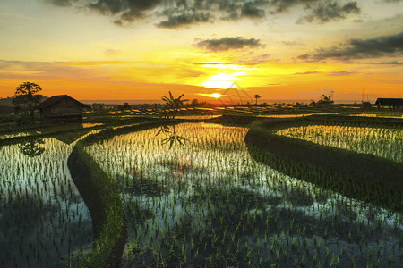 稻田的水下反射天空夏季日落图片