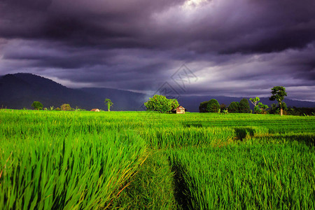 北宾古鲁北部雨天多云的稻田中的印图片