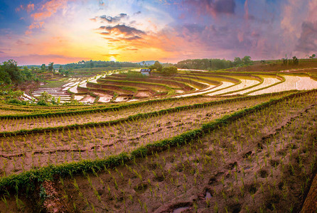北明古鲁露台亚洲稻田旅行图片