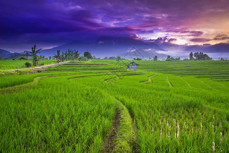 早晨在稻田的日出山脉上紫色的天空图片