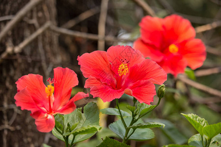 红色的Hibiscusrosasinenens或绿色叶子背景的C图片