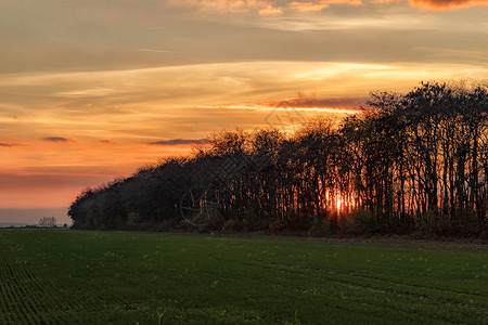 夕阳下的树木剪影日落时的树木令人惊叹的天空和阳光在树木之图片