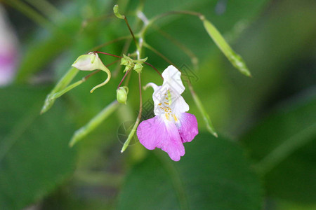 花园香脂或凤仙花香脂或花园珍宝草或玫瑰香脂或斑点金缕梅或触我不是一年生植物图片