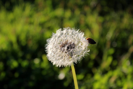 丹迪利翁花头由无数小花朵组成背景图片