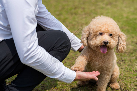 狗贵宾犬与主人握手图片